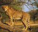 Gandhi Sagar Sanctuary set to become India’s next Cheetah haven after Kuno!