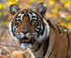 Ranthambore National Park: 25 of 75 tigers are missing