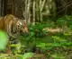 UP opens eco-tourism in core zones of tiger reserves, against NTCA directive