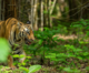 Chhattisgarh all set to get India’s third largest tiger reserve