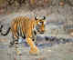 Rajasthan's Ramgarh Vishdhari Sanctuary is now India's 52nd tiger reserve
