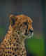 Additional wildlife sanctuaries identified as possible second homes for the cheetahs in India