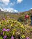 All about Valley of Flowers trek; facts and more