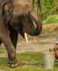 All about Theppakadu Elephant Camp from Oscar winner ‘The Elephant Whisperers’