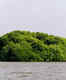 Pichavaram mangroves are the aquatic superheroes of Tamil Nadu