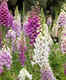 Foxglove bloom paints the Kashmir valley pink and white!