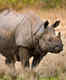Jaldapara National Park in the Dooars is a rhino haven; here’s how