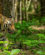 India gets its 54th tiger reserve in Rajasthan's Dholpur-Karauli