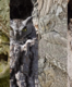 Optical illusion: How many owls can you spot in 5 seconds?