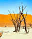 Astonishing facts about Dead Vlei, the dark and dead natural wonder in Namibia