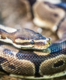 Bengaluru: King cobras and 55 ball pythons seized by customs in the airport!