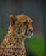Preparations underway to bring South African cheetahs to Gandhi Sagar Sanctuary