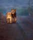 A lion safari park to soon come up at Gujarat-Diu border