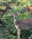 Uttarakhand:  Jhilmil deer reserve all set to turn into an eco-tourism destination
