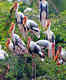 Breathtaking biodiversity of Rajasthan’s Keoladeo Ghana National Park