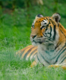 Karnataka:  Chamarajanagar all set to get a new tiger safari zone