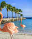 This beach in Aruba lets you spend time with flamingos!