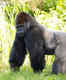 Rwanda: Into the world of mountain gorillas at Volcanoes National Park