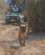 Ranthambore safari: Pick ups from hotels will no longer be available for tourists