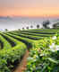 Tea gardens of India: Journey of your favourite cup of tea