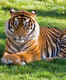 Mudumalai Tiger Reserve, a wildlife paradise in the Nilgiris
