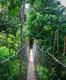 Walk the rainforest canopy in Sungai Sedim in Malaysia