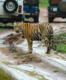 Karnataka: Chamarajanagar district welcomes its 4th tiger safari