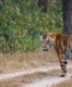 Royal Bengal Tiger travels 2000 km, across four states, in search of home