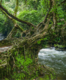 Why are these bridges in Meghalaya called the Living Root Bridges?