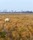 Assam: Kaziranga National Park announces indefinite suspension of elephant safari