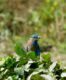 Assam: ‘Kaziranga Bird Conservation Festival’ to be held in January