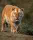 Rare golden tiger sighting in Kaziranga National Park stuns people