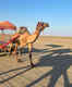 6 things to do at the Great Rann of Kutch