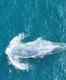 World’s rarest all-white Omura’s whale spotted off the coast of Thailand