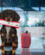 American Airlines eases its flying with pets policy; it gets cheaper and hassle-free