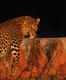 Leopard enters a house in Delhi, attacks 3 people and causes panic in the area