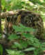 Rare leopard cat spotted in Maharashtra’s Pench Tiger Reserve for the first time!