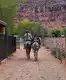 Supai, the only place in America where mail is still delivered by mule!