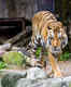 Tiger captured in Wayanad finds new home at Thiruvananthapuram Zoo, Kerala