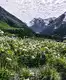 5 reasons why Valley of Flowers National Park is a monsoon must-visit