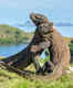 Wildlife adventures on Komodo Island, Indonesia: The best place to spot Komodo dragons