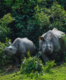 A safari adventure in Kaziranga: Home to the one-horned rhino