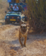 Rajasthan: A safari through Ranthambore and beyond