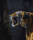 Tracking tigers in India: A journey through wildlife reserves and conservation efforts