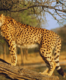 Kuno National Park: Cheetahs to be released into the wild after year-long stay in enclosures