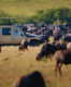 A guide to Serengeti National Park, where the spectacular Great Migration unfolds every year