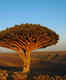 Socotra: The mysterious 'Alien Island' of the Indian Ocean