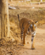 Nagarhole National Park, and its significant contribution to Project Tiger