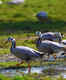 Quick guide to Pong Dam Lake, Himachal Pradesh: A Ramsar wetland teeming with life