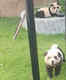 'Pandas' exposed as painted dogs in this Chinese zoo; faces outrage and backlash